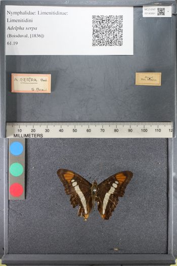 Media type: image;   Entomology 140891